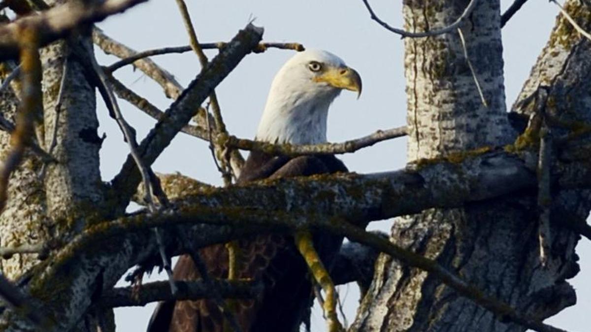 Search for bald eagles at Millerton Lake.