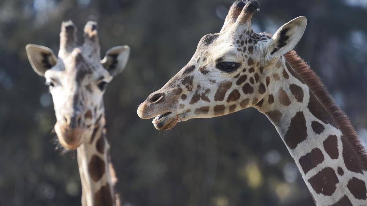 Kids can explore Fresno Chaffee Zoo during Tot Time, Monday, Feb. 22.
