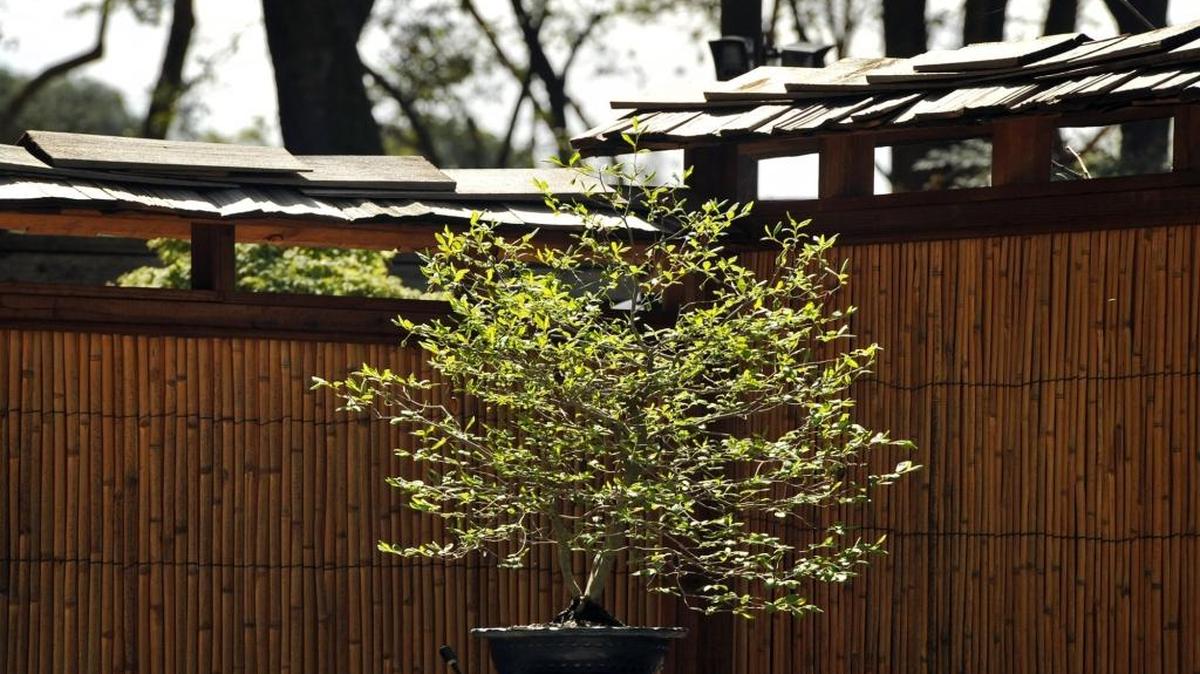A princess persimmon is seen at the Clark Bonsai Collection, on display at Woodward Park’s Shinzen Garden. A “Doing It With Style” event is planned Friday, July 29.
