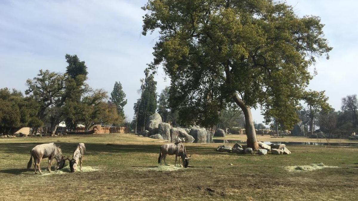 The African Adventure Guided Tour will take place at Fresno Chaffee Zoo.