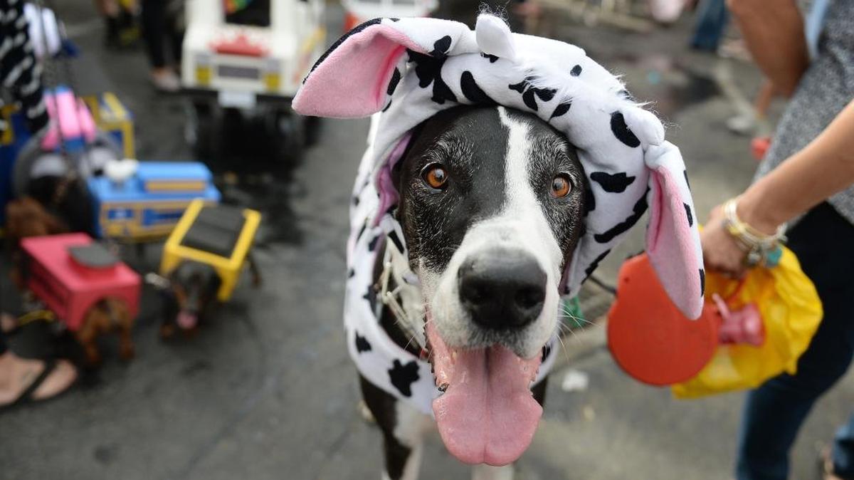 Don’t miss the Pooch Parade in Fresno’s Tower District.