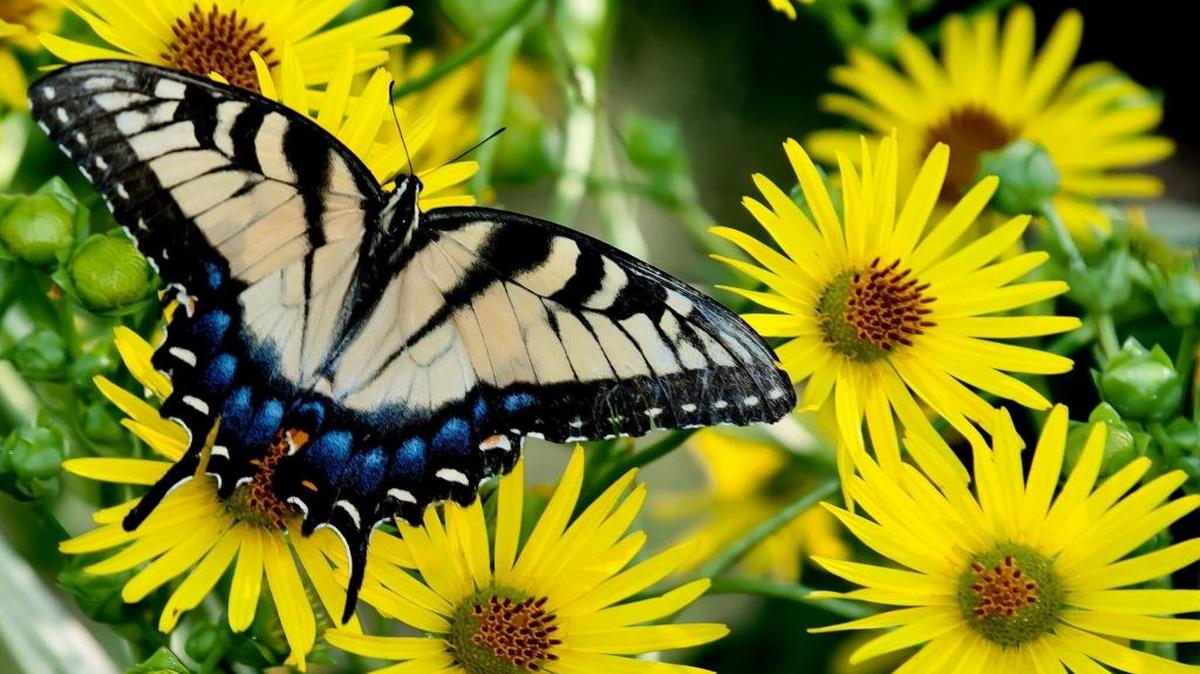 Learn how to protect your garden during a seminar today at Garden of the Sun.