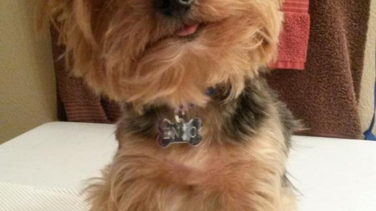 Enzo’s haircut.