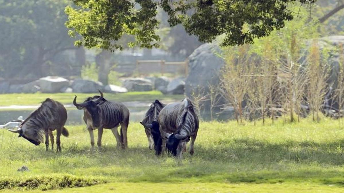 Wildebeests graze in the savannah at the Fresno Chaffee Zoo’s African Adventure exhibit. The zoo is offering a special evening on the savannah, each Friday night through June.