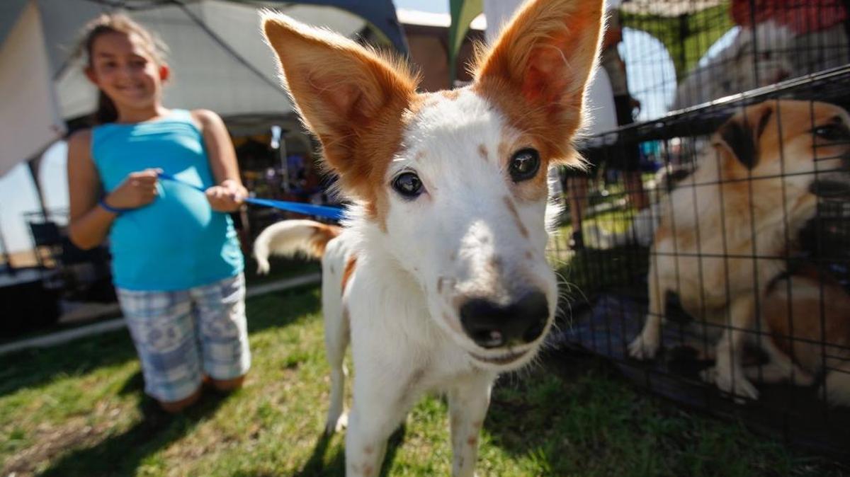 Learn what’s involved in volunteering at Valley Animal Center on Tuesday, April 26.