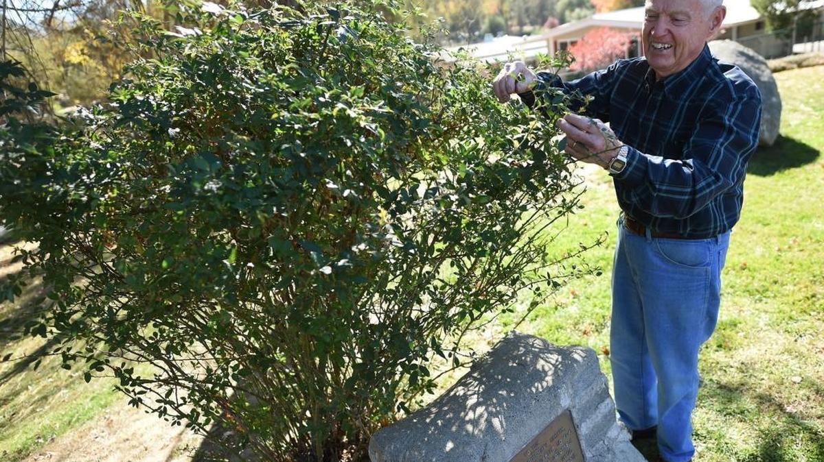 Fresno County Master Gardeners give tips on pruning rose bushes.