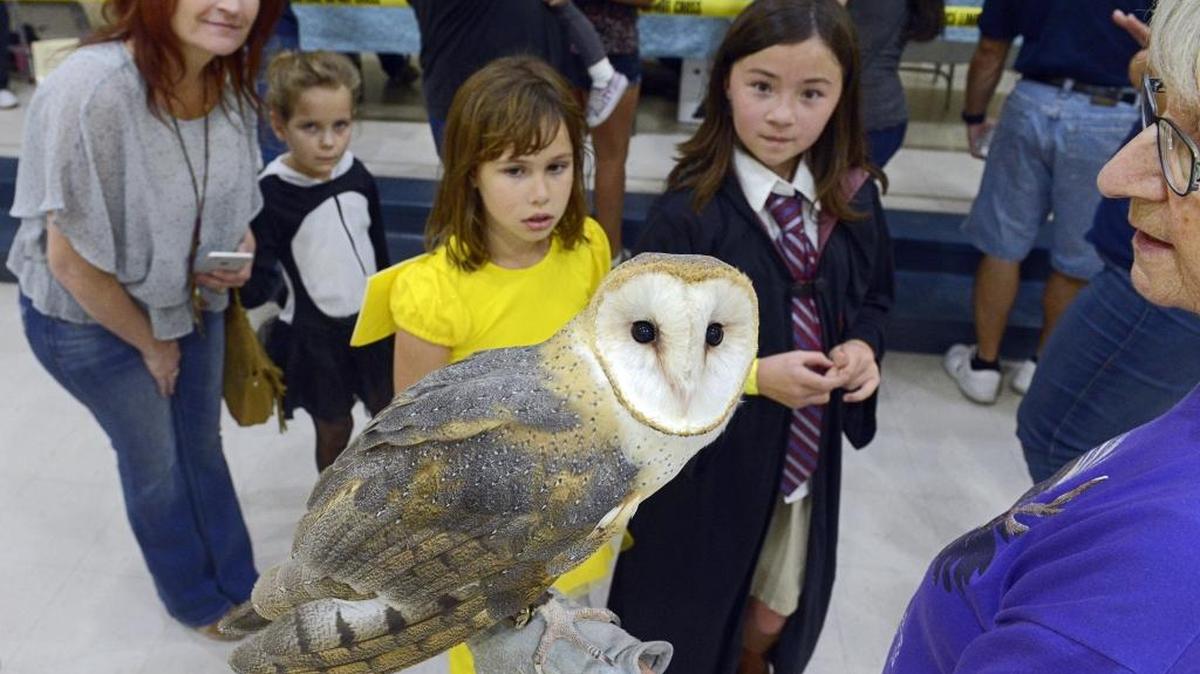 Visitors get a close look at Big Mama, a barn owl, one of the rescued birds cared for by the Fresno Wildlife Rescue and Rehabilitation service, as she is held by volunteer Mary Brent, right, during the Oak Grove Elementary School carnival in Visalia last year.