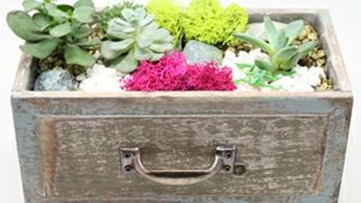 Join a master gardener and create a succulent terrarium in a wooden drawer.
