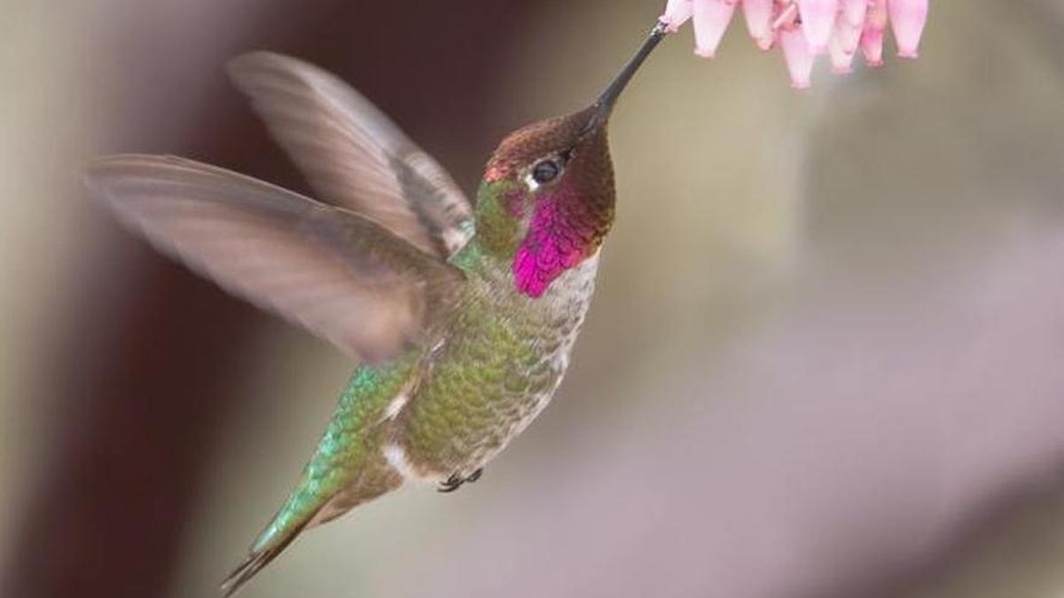 Bonnie Bladen will speak on water-wise plants to attract garden birds at UC Merced Center.