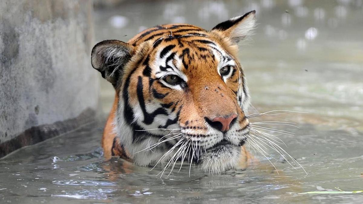 Beat the heat with Cool Zoo at Fresno Chaffee Zoo.