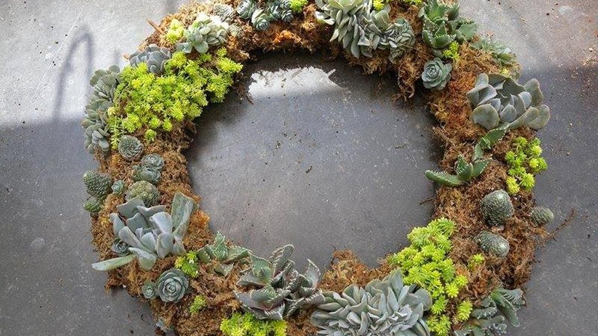 Create a succulent wreath for the holiday season.