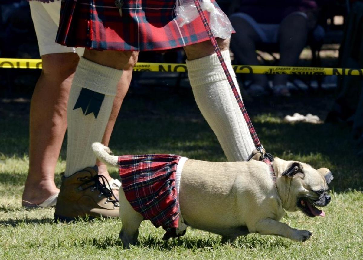 Even the dogs come dressed for the annual Scottish Highland Gathering and Games. This year’s event happens held Saturday, Sept. 16 at Kearney Park in Fresno.
