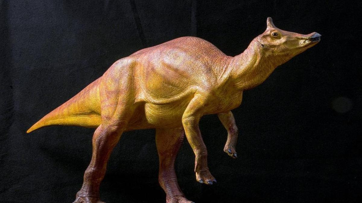A sculpture prepared by the Natural History Museum of Los Angeles County shows what scientists believe the dinosaur Augustynolophus looked like. The only two specimens ever found of the dinosaur were discovered in the Panoche Hills and Tumey Hills of western Fresno County. Augustynolophus may be the only dinosaur with its own Twitter account.