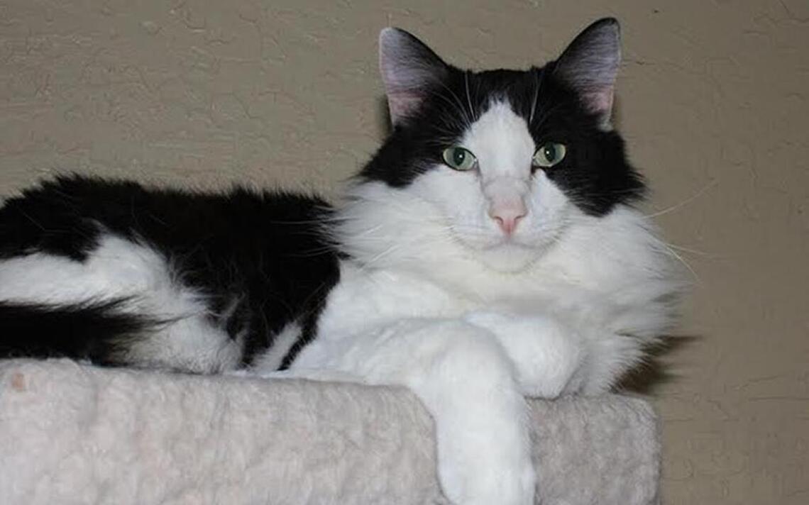 This is the best pet adoption bio you’ll read all week