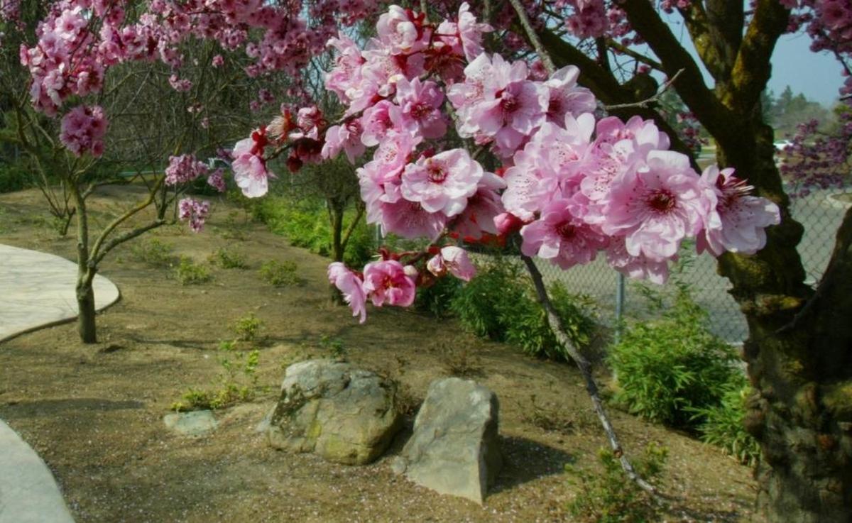 Blossoming trees in the Ume Grove at Shinzen Garden in Woodward Park.