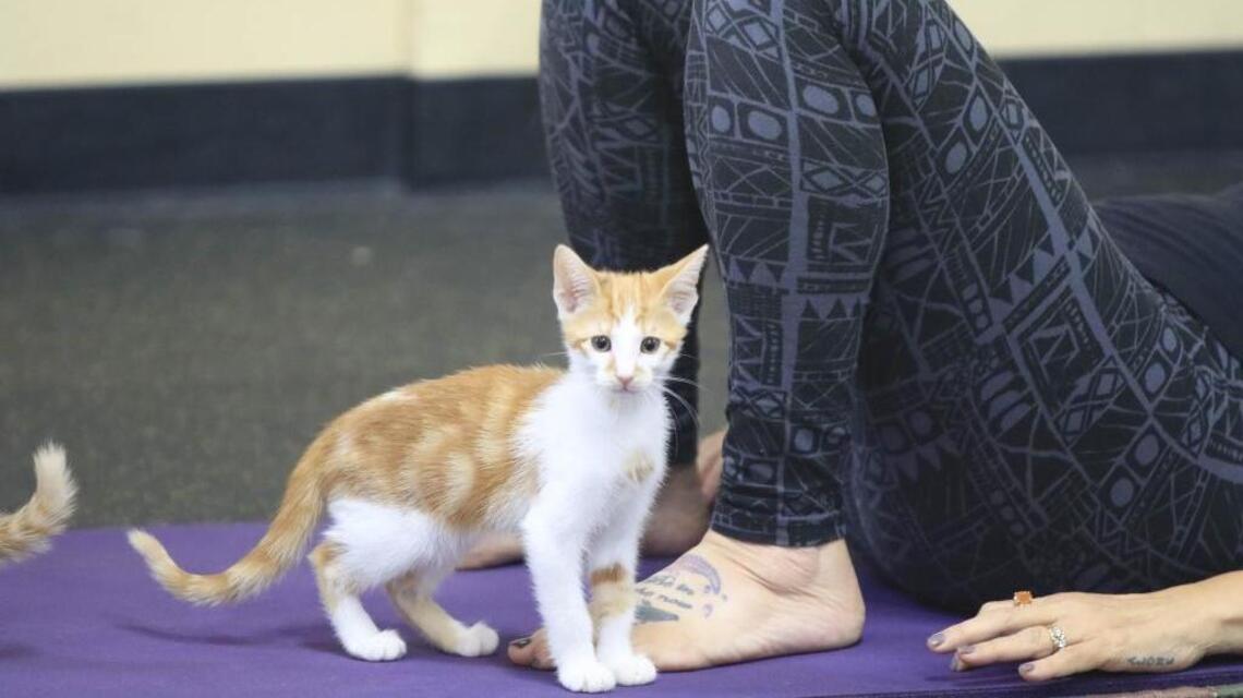 The Cat House on the Kings gets in on the yoga-with-animals trend