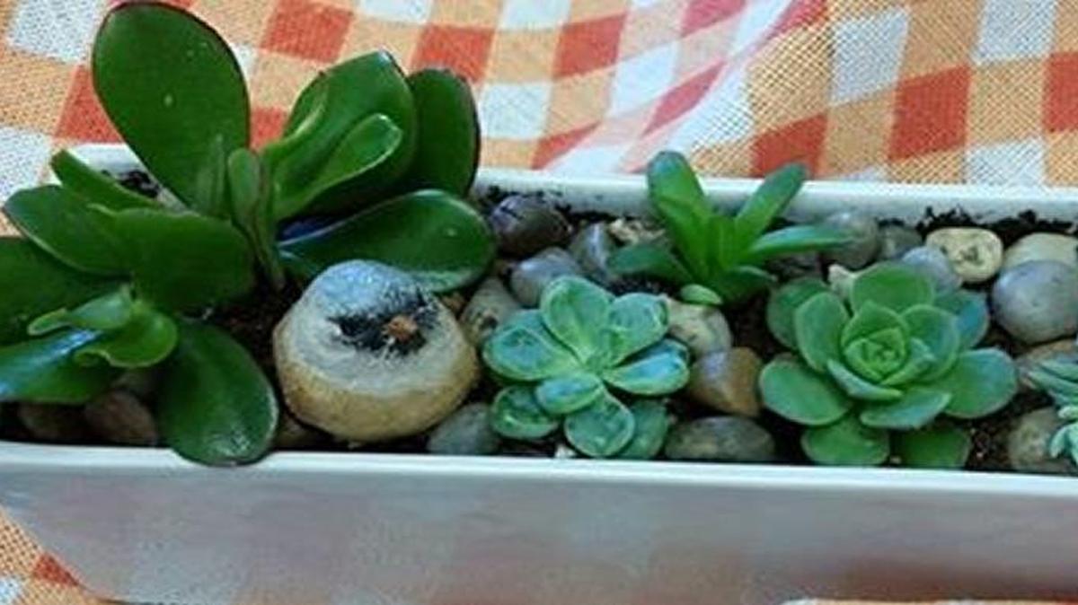 David’s Reedley promises to teach you how to create a succulent arrangement just in time for Mother’s Day.