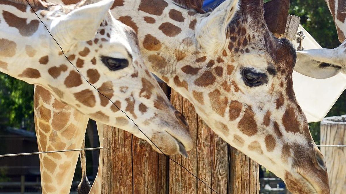 
The Fresno Chaffee Zoo’s annual fundraiser Zoofari is 6 p.m. Saturday, Aug. 8.
