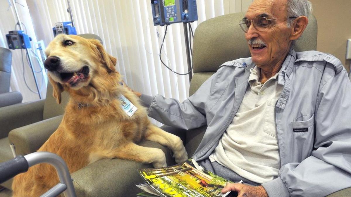 January 2014: Cancer patient Jim Voss, 81 and a veteran of the Korean War, gets a visit from Skarlet, a golden retriever therapy dog, while undergoing a chemotherapy treatment at Community Regional Cancer Center. An event Monday at Petco on North Blackstone Avenue in Fresno shares information on how to get involved in the therapy dog program.