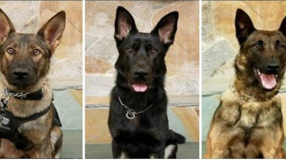 From left, Bolt, Mika and Nova are training to become Clovis Police Department’s newest K-9s.