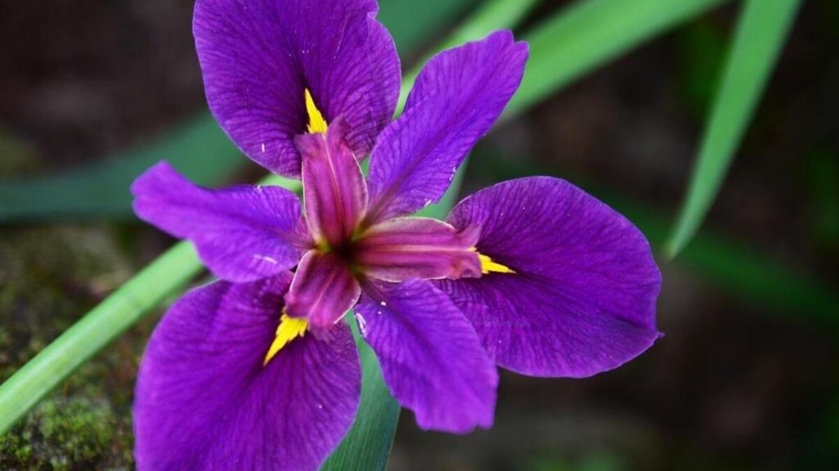 Fresno County Master Gardeners will offer tips on growing iris at Garden of the Sun.