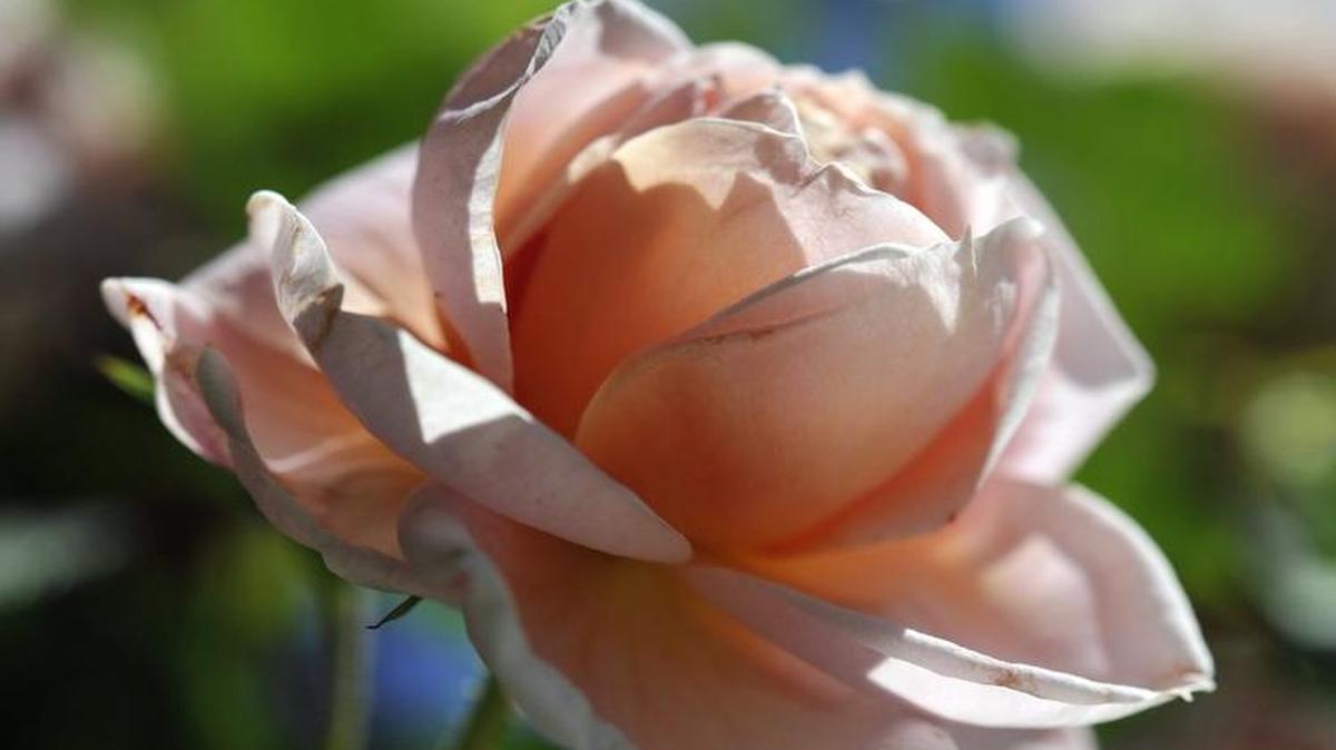 A Colette rose. Master Gardeners will teach a pruning class Wednesday, Jan. 13, at Garden of the Sun.