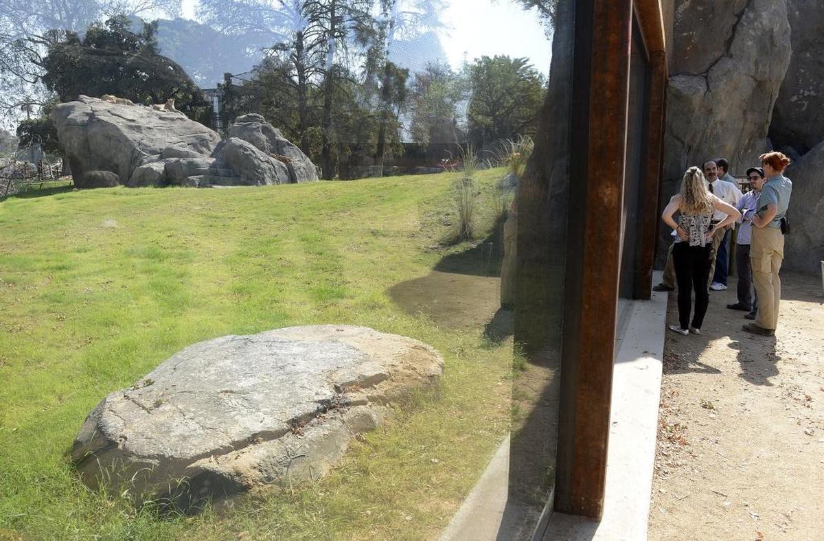 One of the viewing areas of the lion exhibit includes a clear widow for an up close look at Kiki and Zamaya.