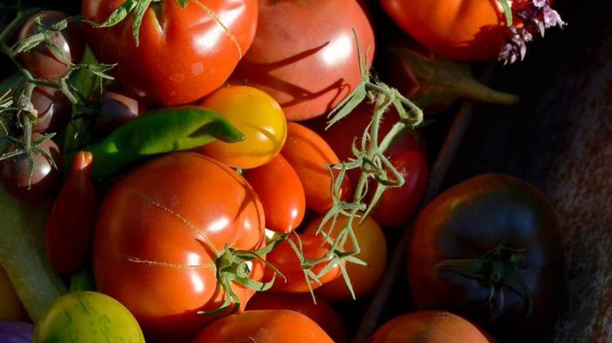 Learn all about tomatoes from Fresno County Master Gardeners at Garden of the Sun.