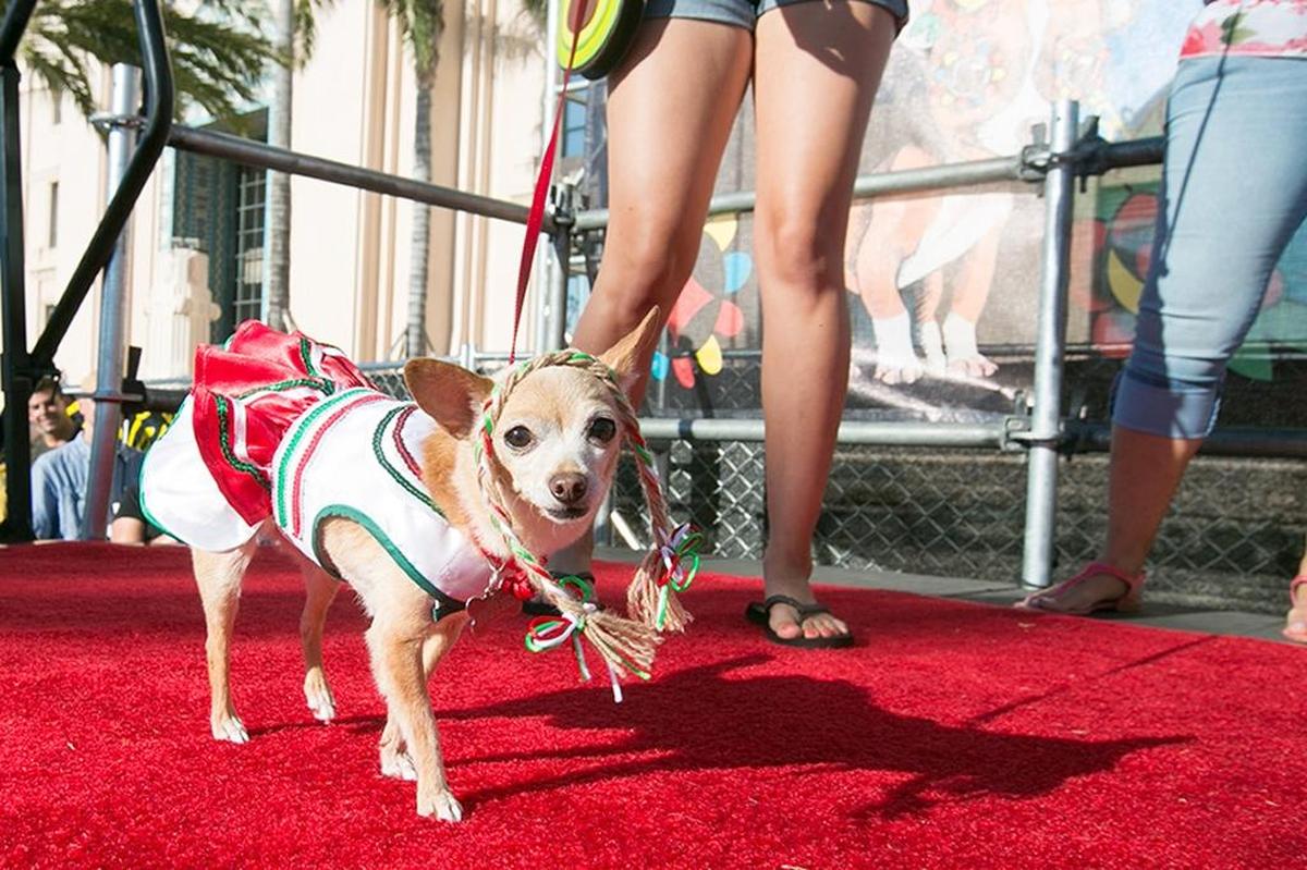 Fresno Taco Fest offers tacos, live music and a Chihuahua beauty pageant.