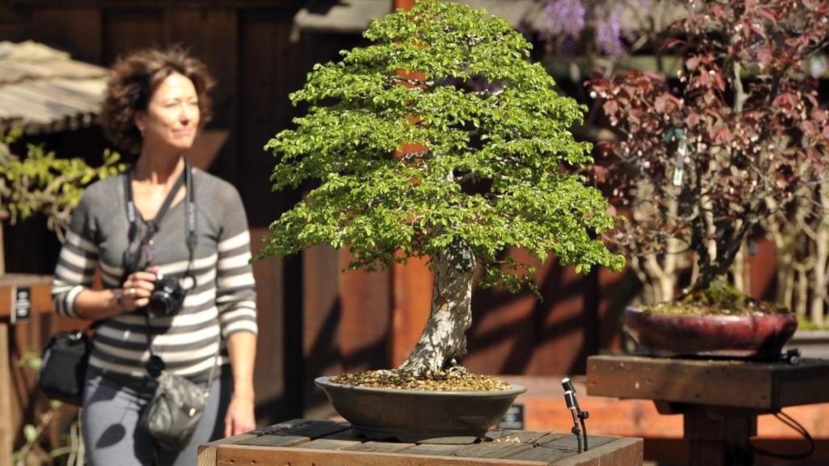 Clark Bonsai Collection Exhibition will be on display during “Doing It With Style” at Shinzen Japanese Garden on Saturday, July 16.