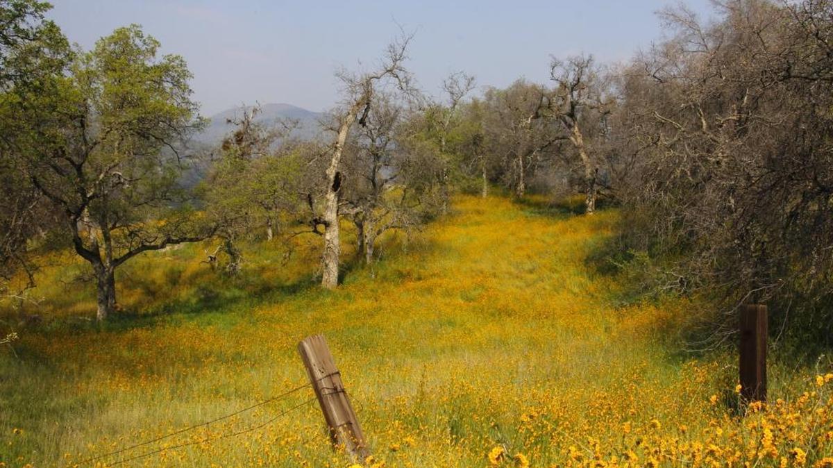 Diane Williams submitted this wildflower photo, taken at Pine Flat, for The Fresno Bee ArtHop show. An ArtHop reception is 5-8 p.m. Thursday, April 7.