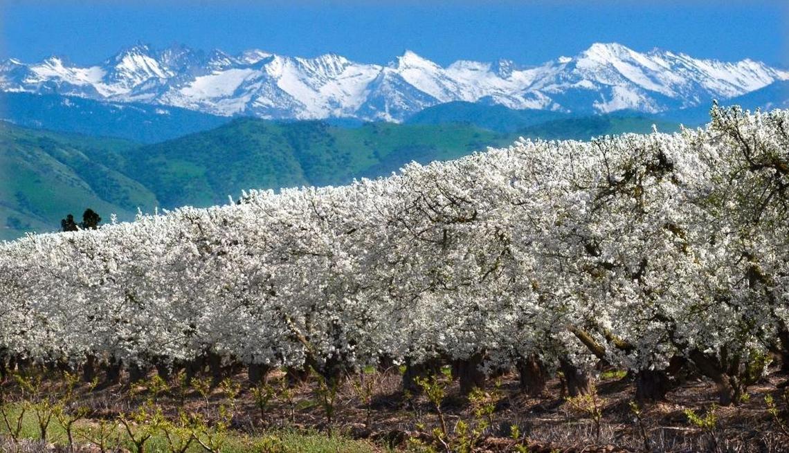 Plum trees heavy with blossoms under the snow-capped Sierra Nevada north of Reedley in February 2016.