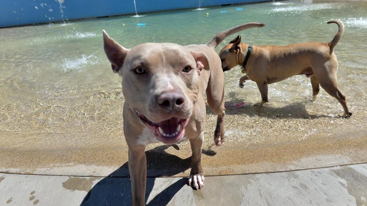 Dogs play at the Valley Animal Center in Fresno.