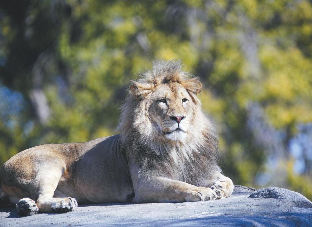 The lion enjoys the sun at the Fresno Chaffee Zoo shown Tuesday, March 7, 2017.