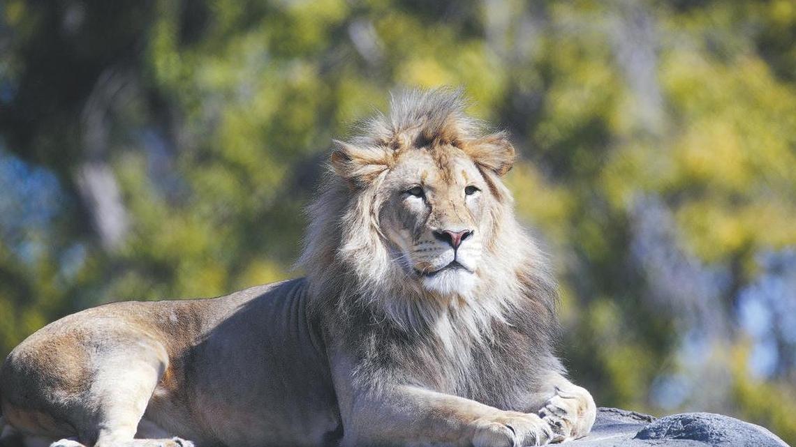 The lion enjoys the sun at the Fresno Chaffee Zoo shown Tuesday, March 7, 2017.