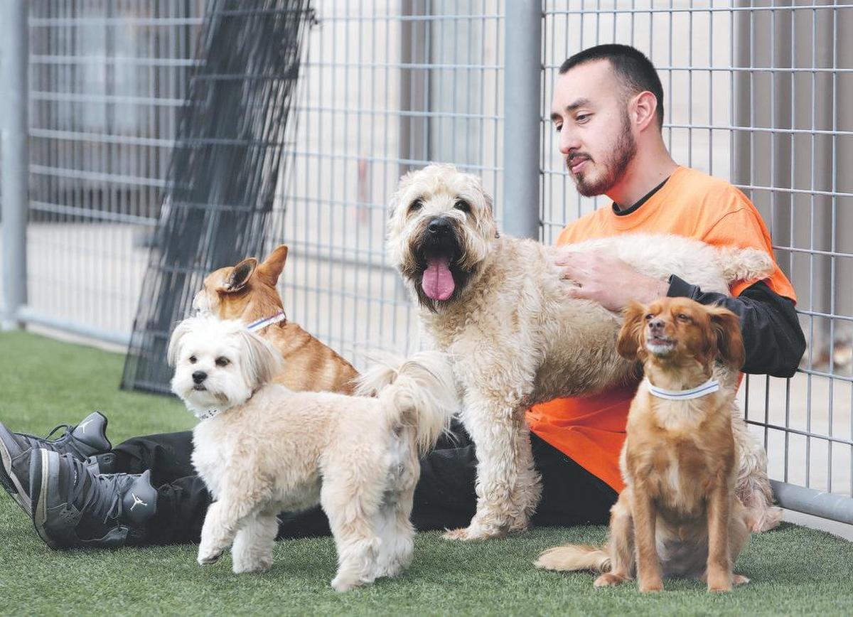 ANIMAL BOARDING: Israel Ramirez spends time with a few furry guests of Elaine’s Pet Resorts, a People’s Choice winner.
