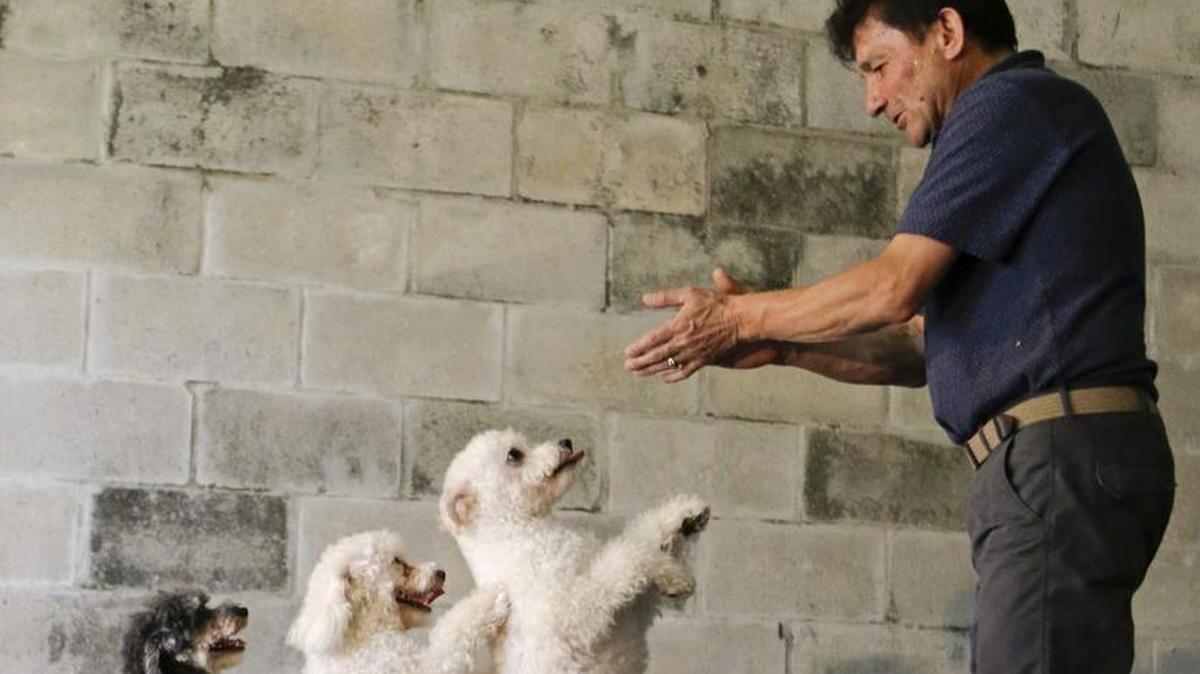 Richard Olate trains his dogs for Thursday’s holiday show.