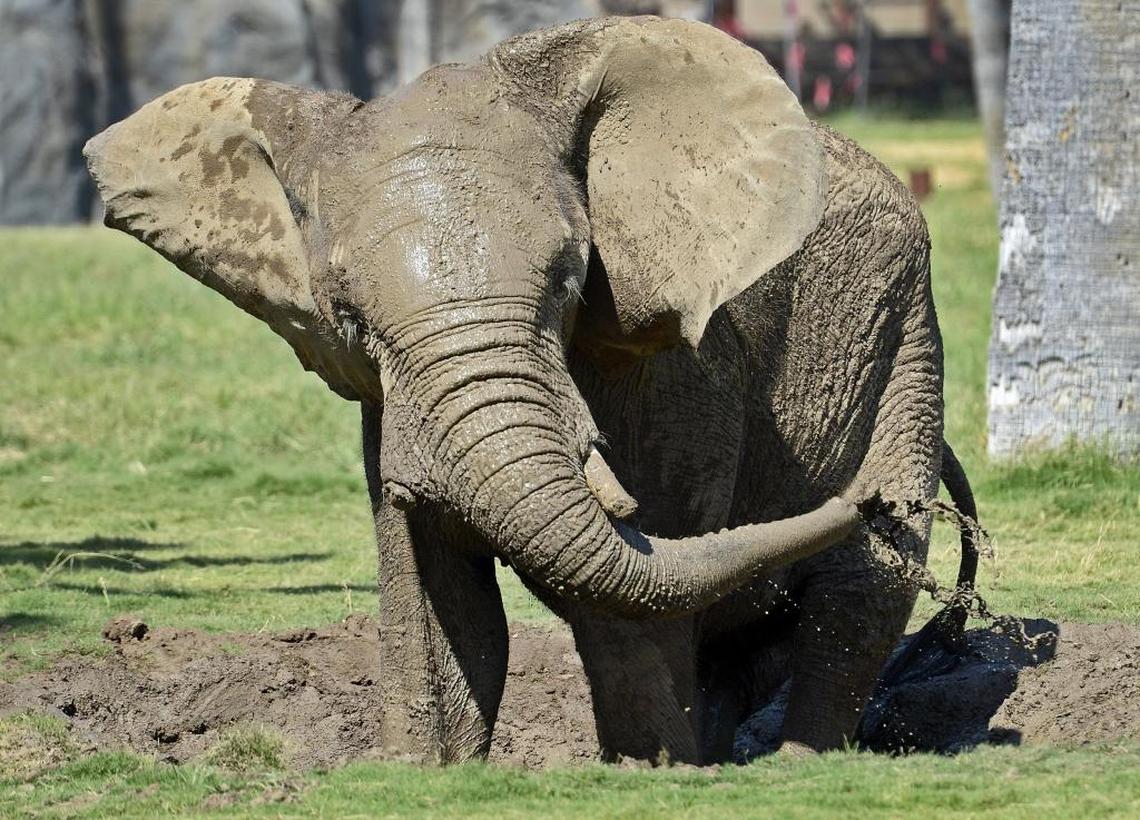 Vus’ Musi, a male African elephant, frolics in a mud wallow at African Adventure exhibit.