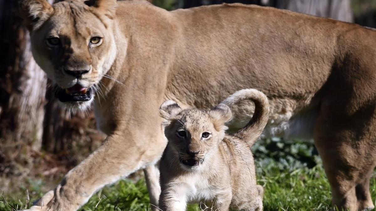 Fresno Chaffee Zoo celebrates World Lion Day today.