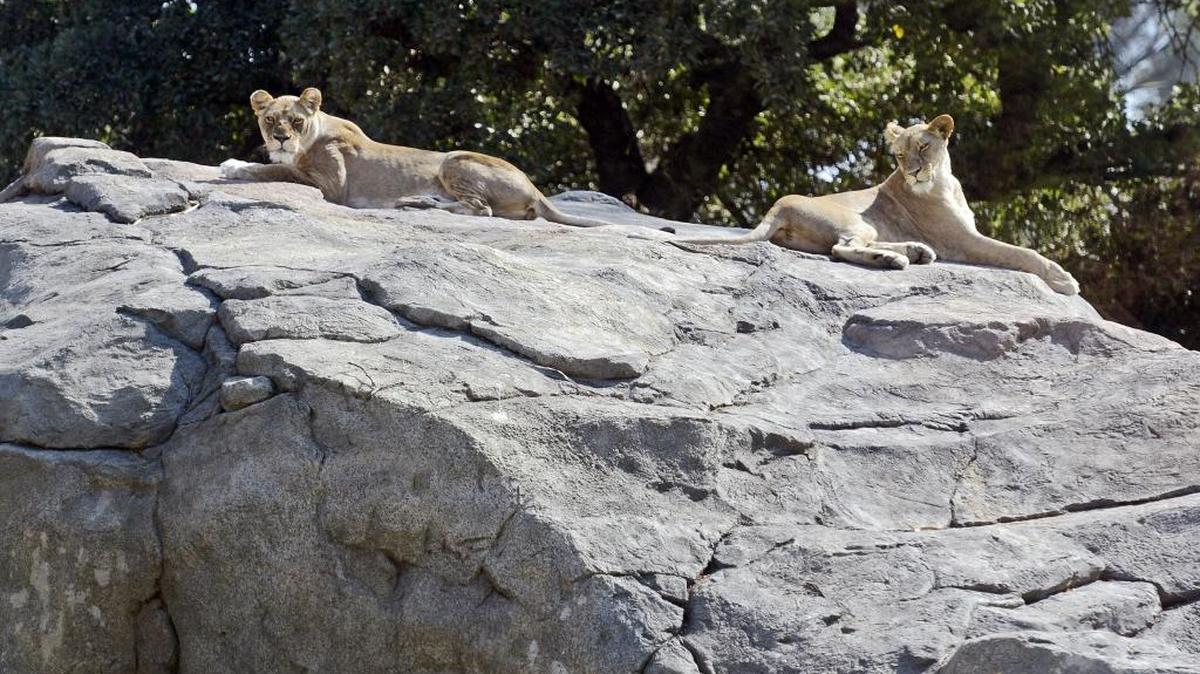 Fresno Chaffee Zoo lions, mother and daughter Kiki, left, and Zamaya, sun themselves on Pride Rock in 2015.
