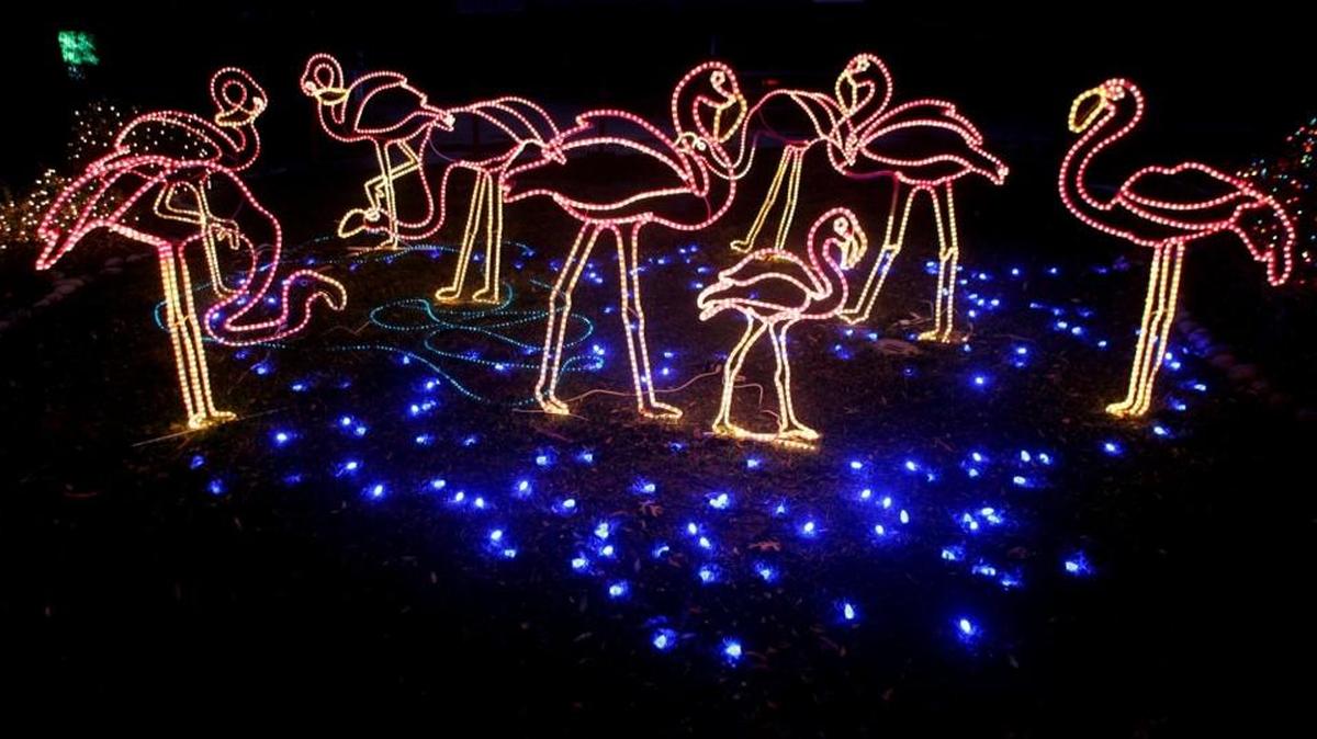 Fresno Chaffee Zoo has an elaborate collection of Christmas lights set up in various locations throughout the zoo, many with flora and fauna themes.