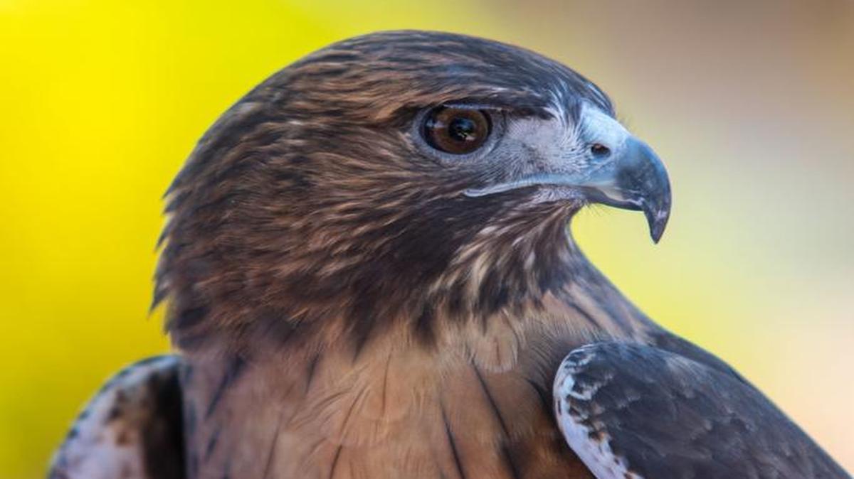 Attend the Birds of Prey presentation with Cat Kroschell Wednesday, Aug. 3, at the Sunnyside Branch Library.