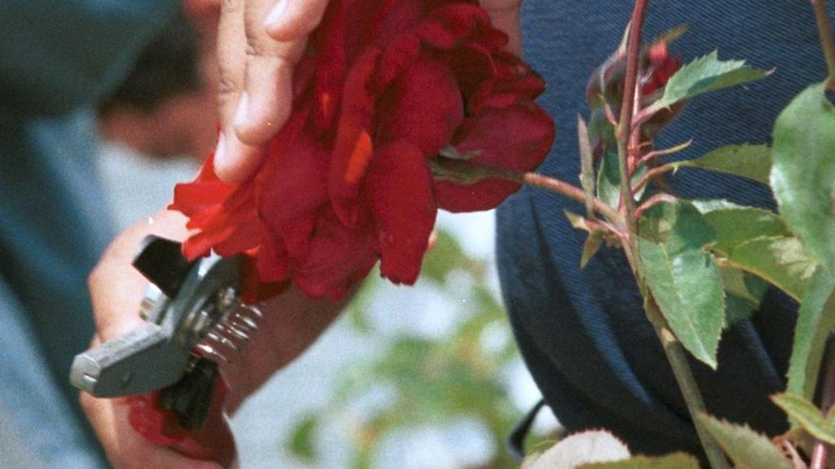 Fresno County Master Gardeners will demonstrate how to prune roses Saturday at Garden of the Sun, 1750 N. Winery Ave.