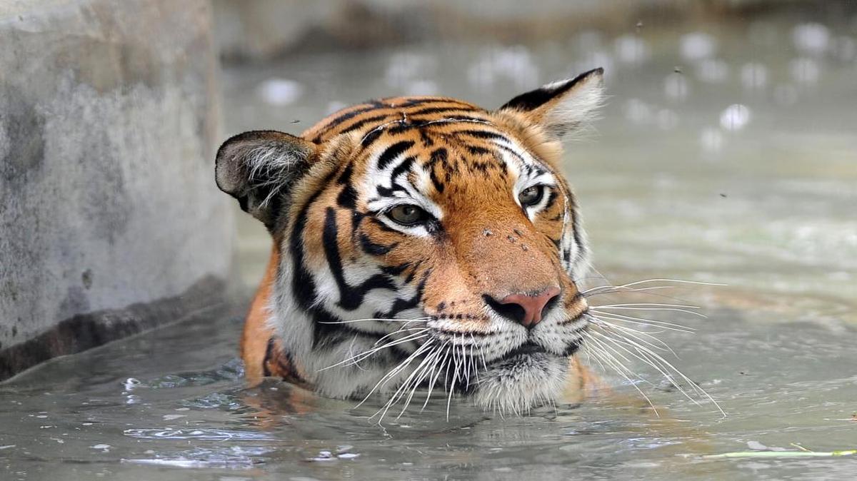 With high temperatures predicted to return to triple digits, Fresno Chaffee Zoo animals are looking to cool off. Staff members pass out icy treats during Cool Zoo today.