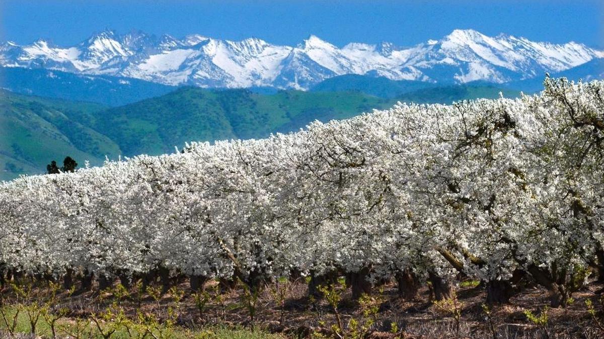 The Blossom Bus Wine & Beer Tour, featuring the Blossom Trail, is Feb. 25.