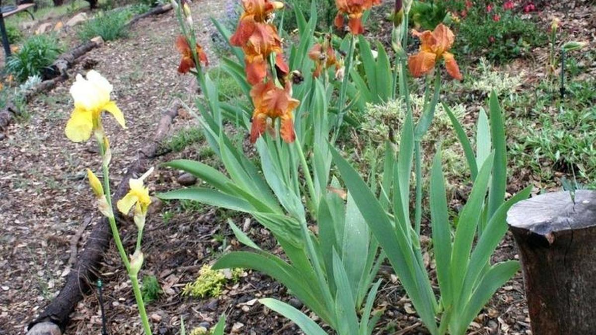 Learn the basics of irises at Garden of the Sun.