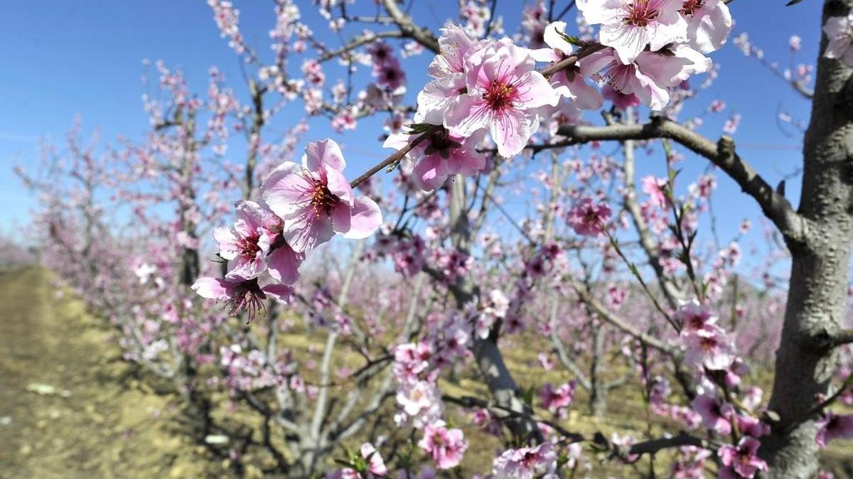 Delicate flowers of peach trees north of Reedley on the Blossom Trail.