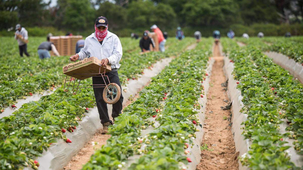 Farmworkers pick strawberries May 19, 2023, near Watsonville. California farmworkers earn under $20,000 a year and face overcrowded housing, food insecurity and health risks. A living wage would restore stability.