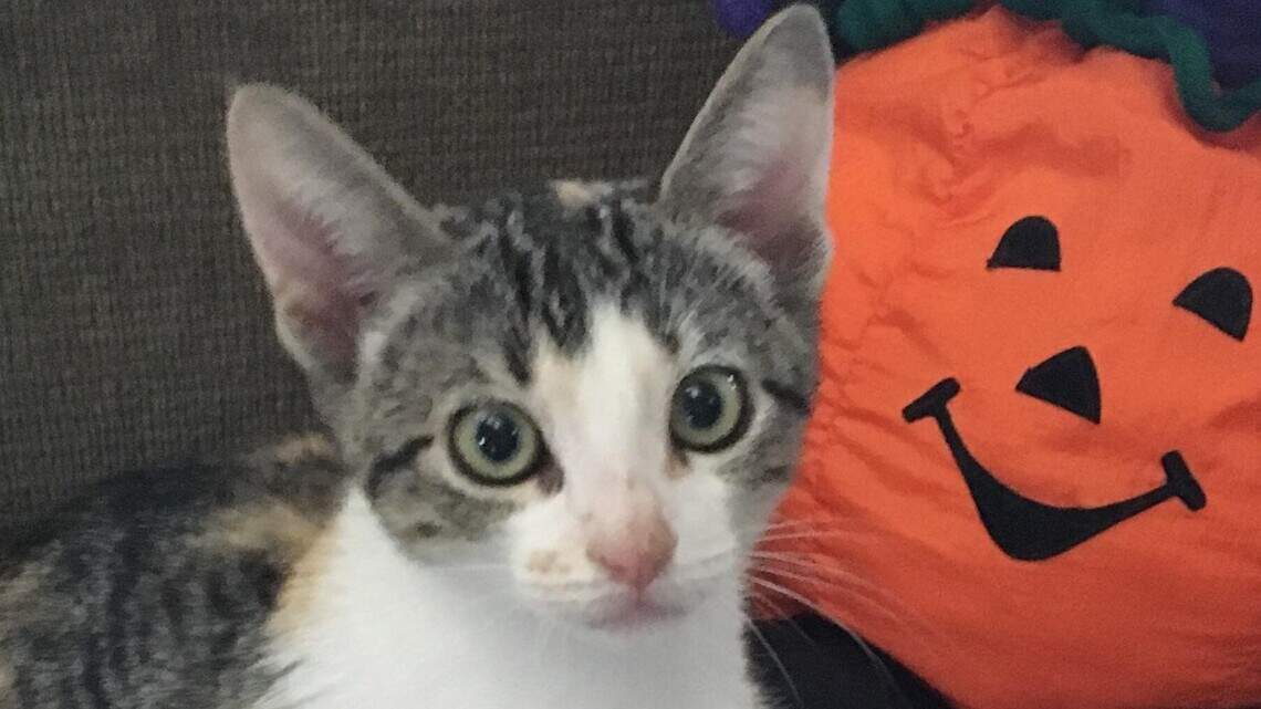 Catrina, Petco Gillie and Webster in Pet Pix!