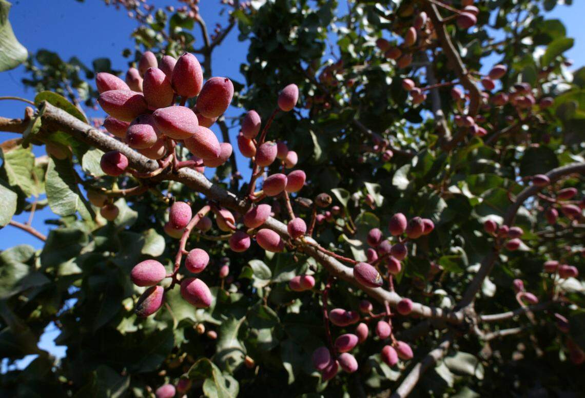 Pistachios in Fresno, California, are ready to be harvested in this 2006 photo.